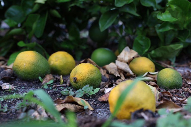 Florida orange production is the worst it's been since the 1930s.