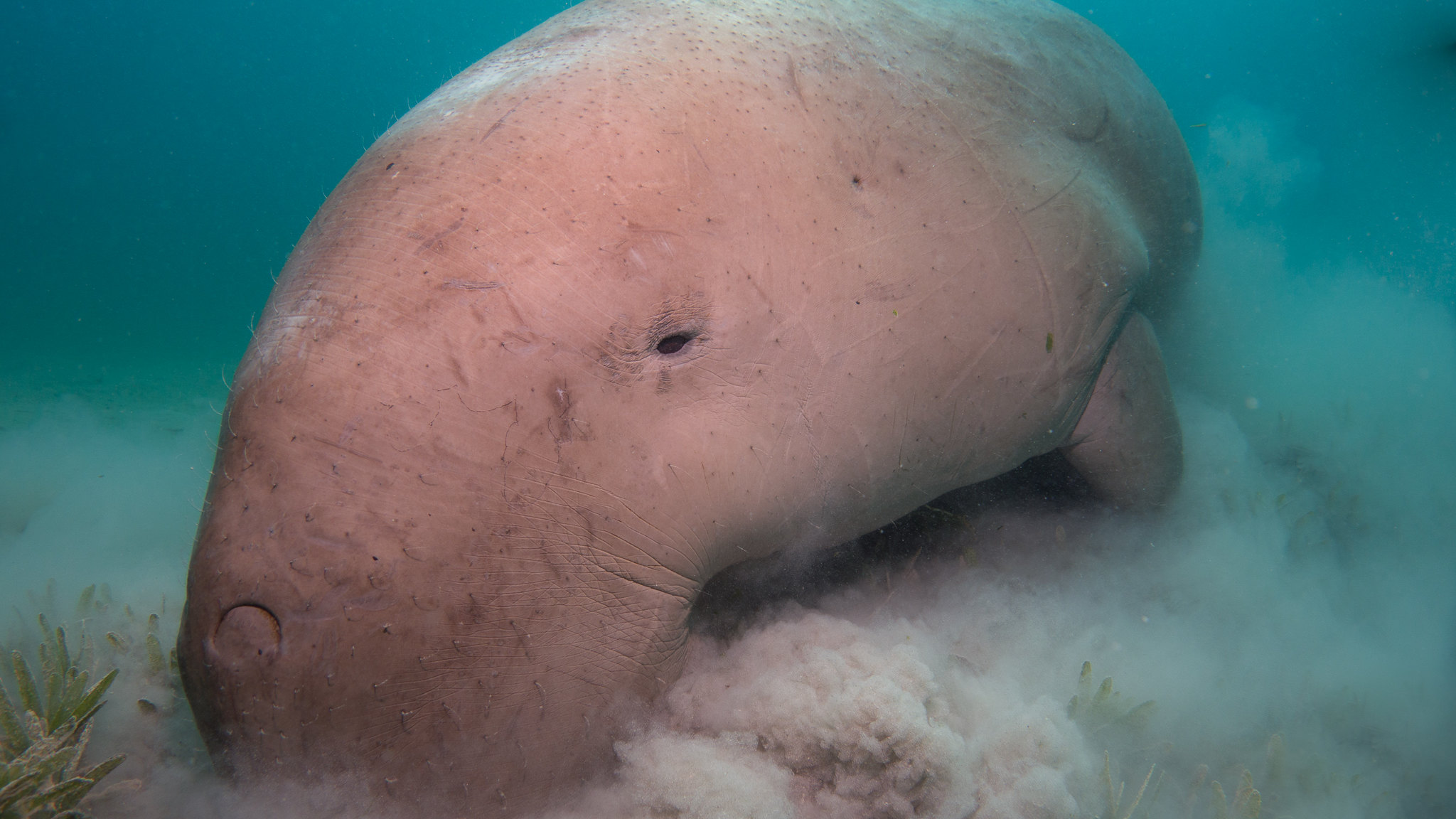 dugong-flickr