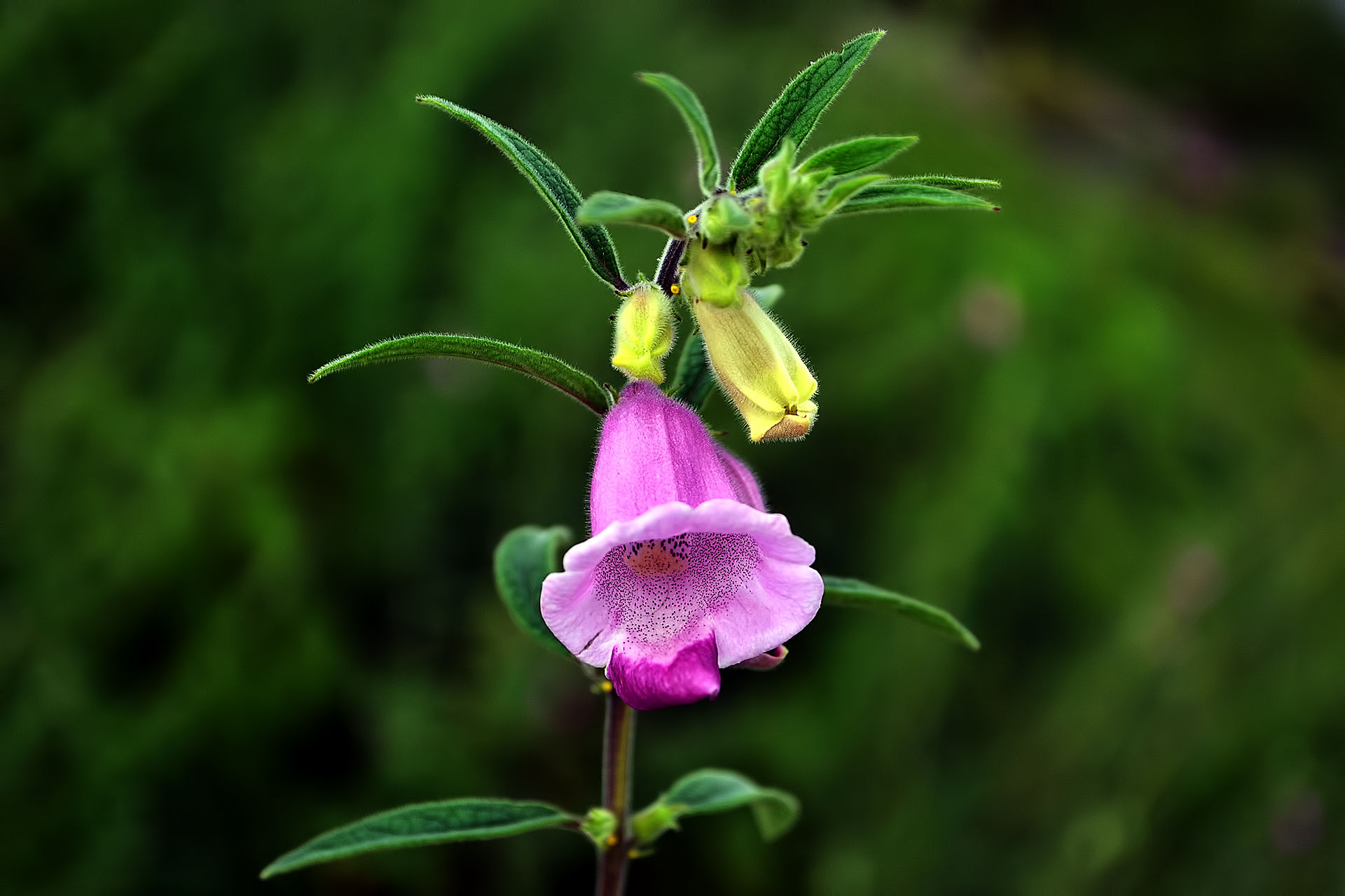sesame-flower-wikimedia-commons