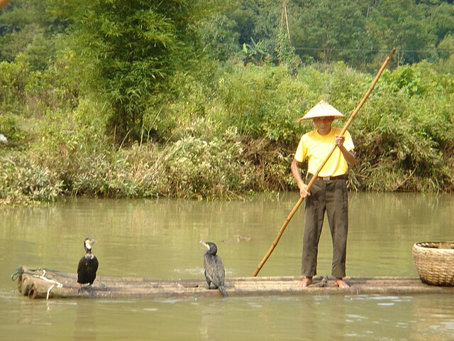 cormorant=fishing-Wikimedia-Commons
