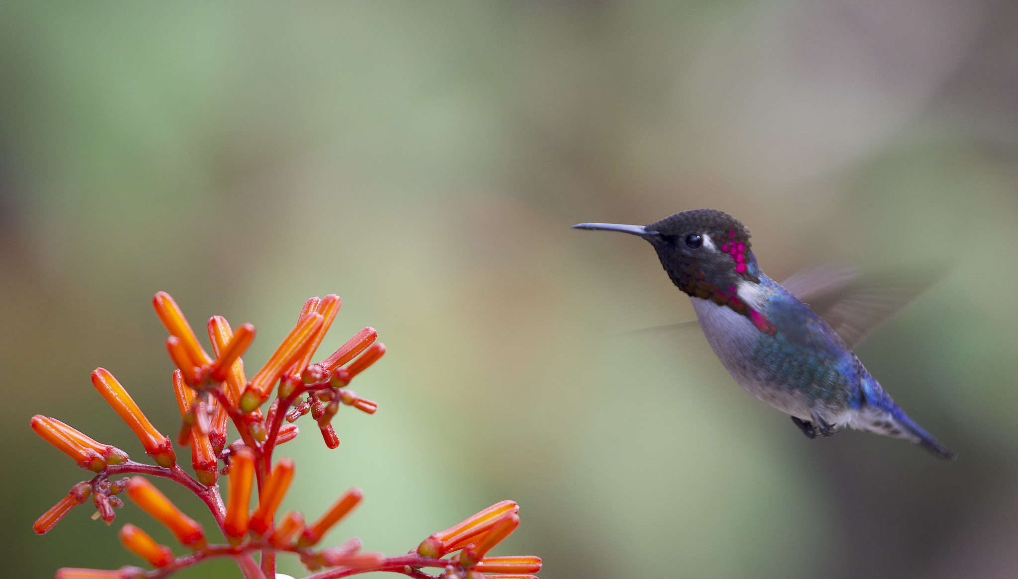 hummingbirds-flickr
