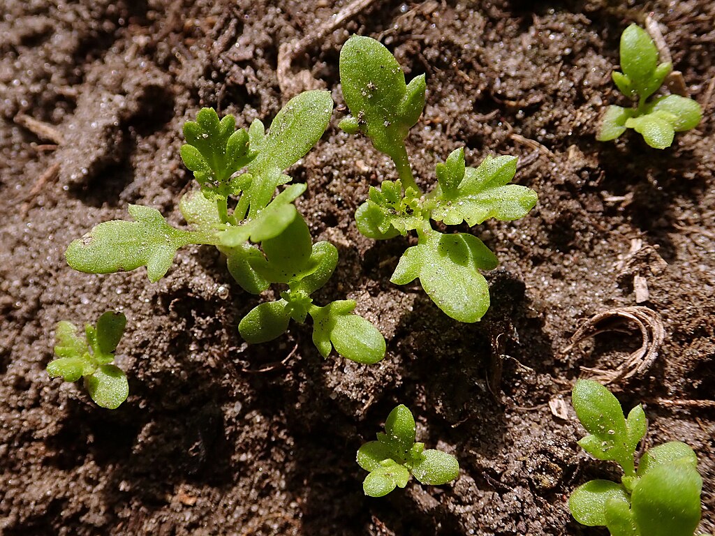 feverfew-seedlings-Wikimedia-Commons
