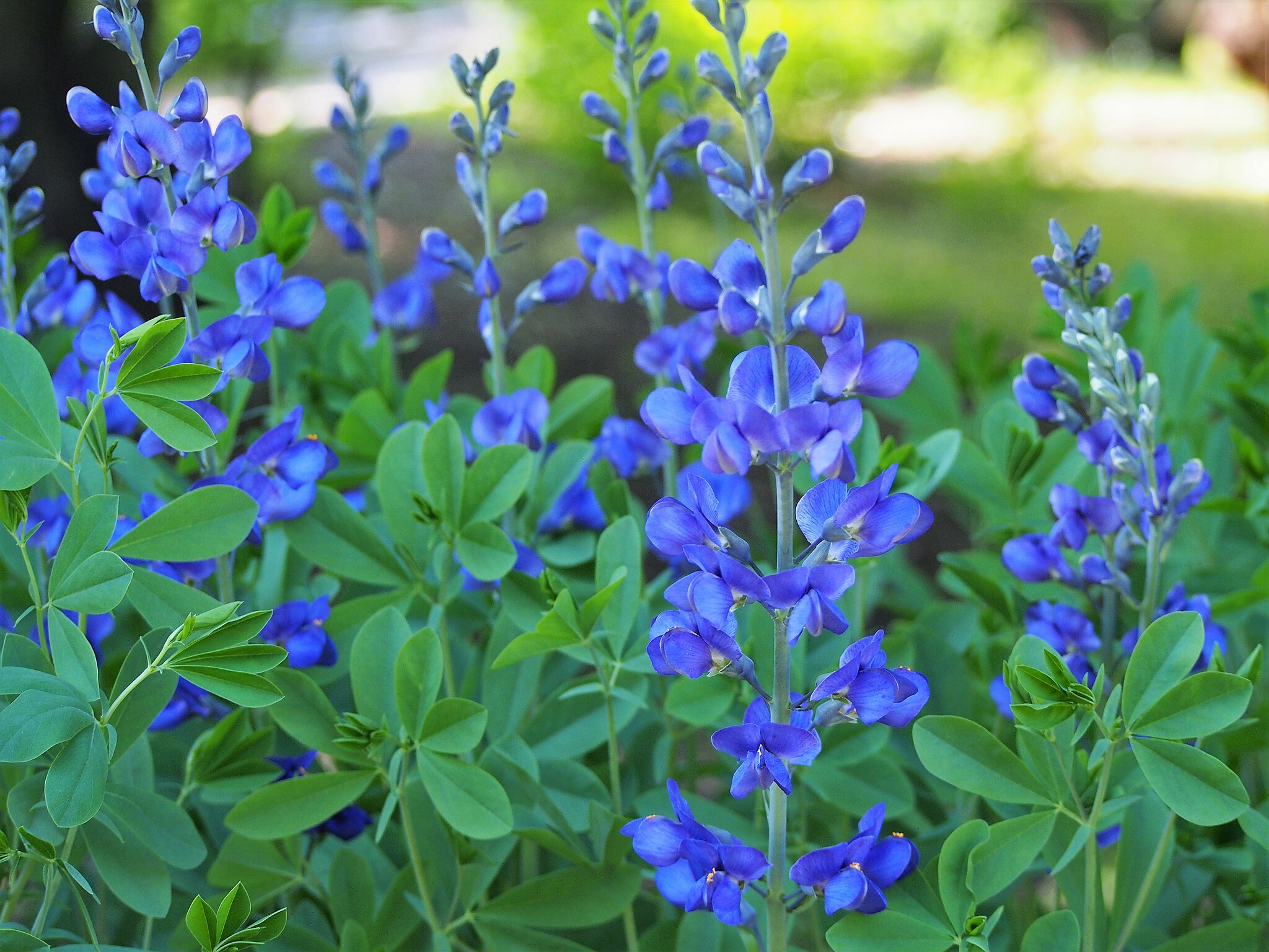 false-indigo-Wikimedia-commons