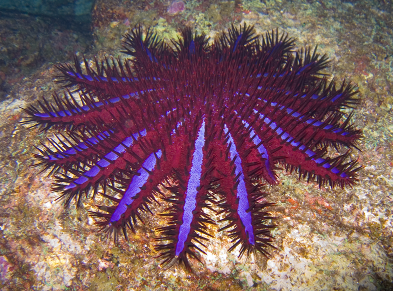 starfish-vision-Wikimedia-Commons