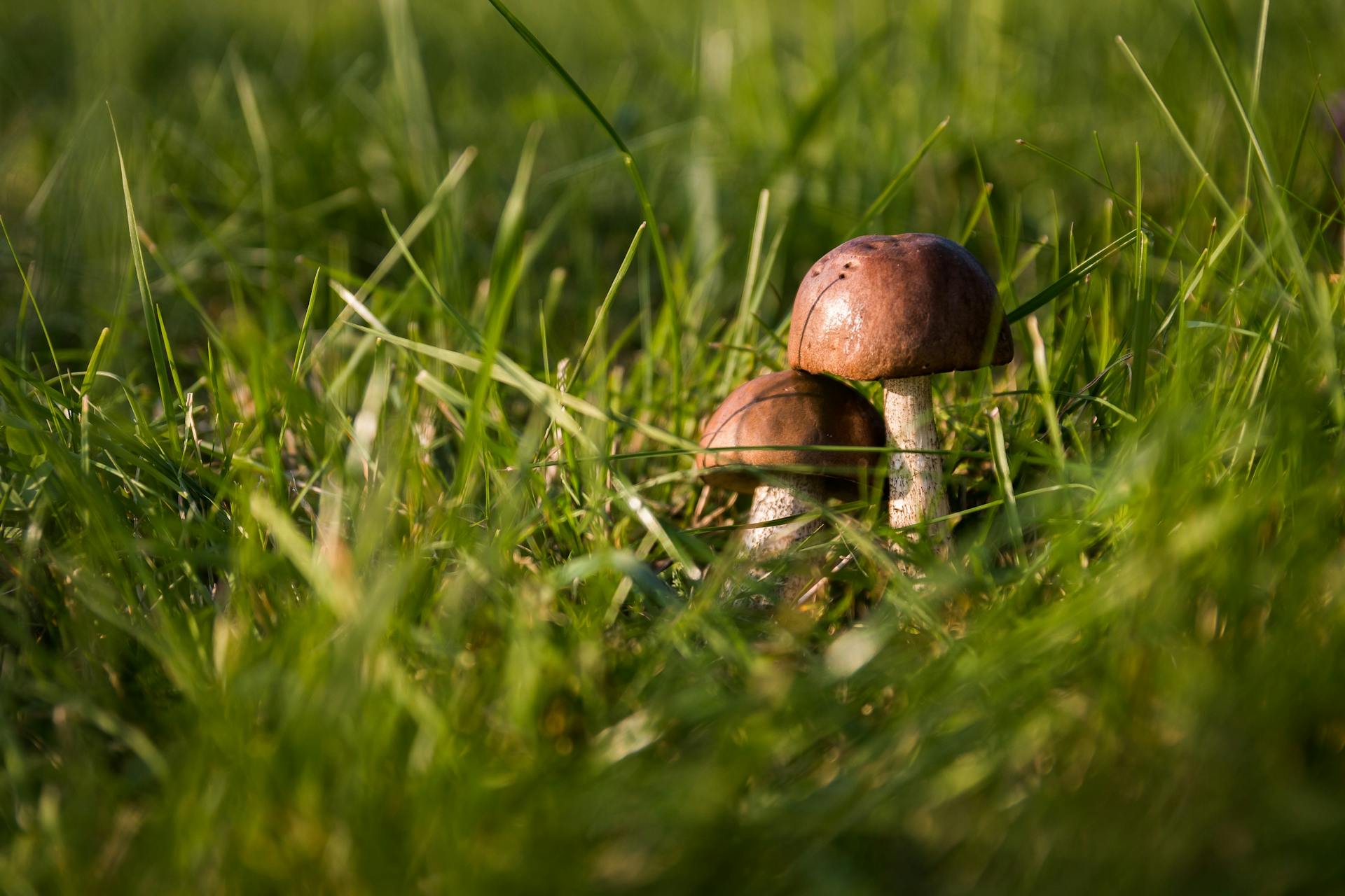 mushroom-month-pexels
