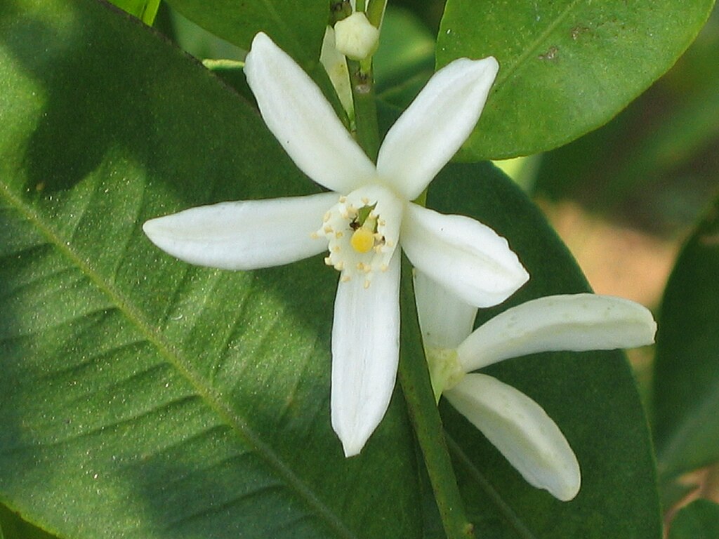 flor-de-kumquat-Wikimedia-Commons