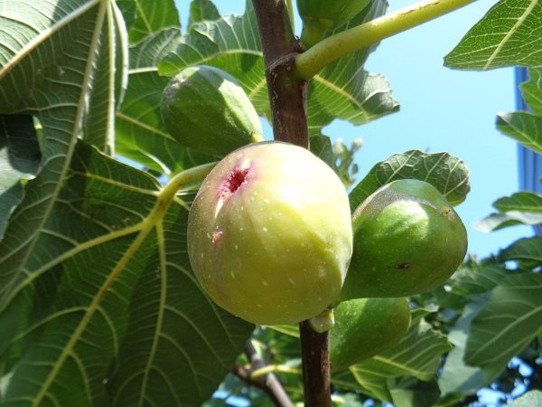 figs-wikimedia-commons
