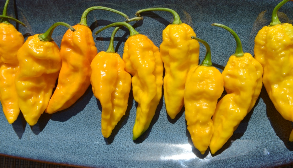 chili-peppers-Wikimedia-commons