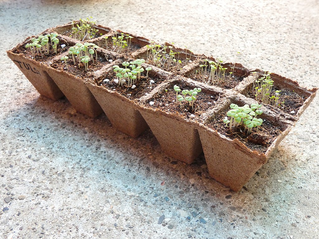 marjoram-seedlings-commons-wikimedia