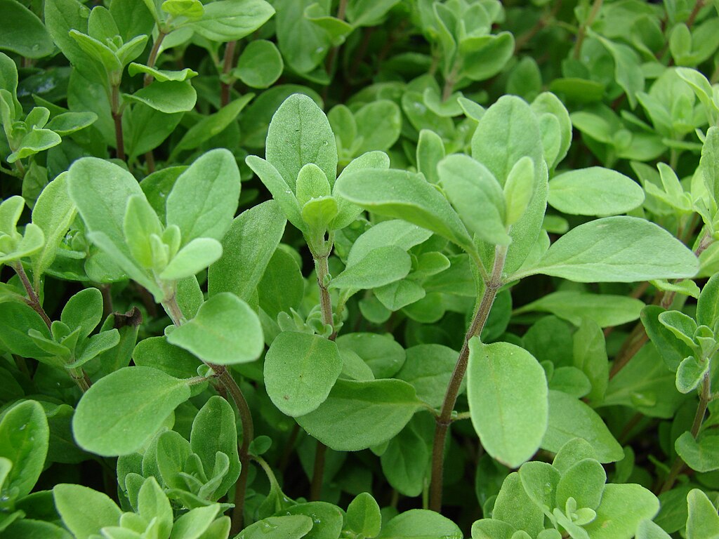 marjoram-commons-wikimedia