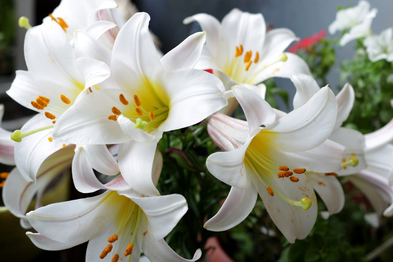 Easter-symbols-pexels
