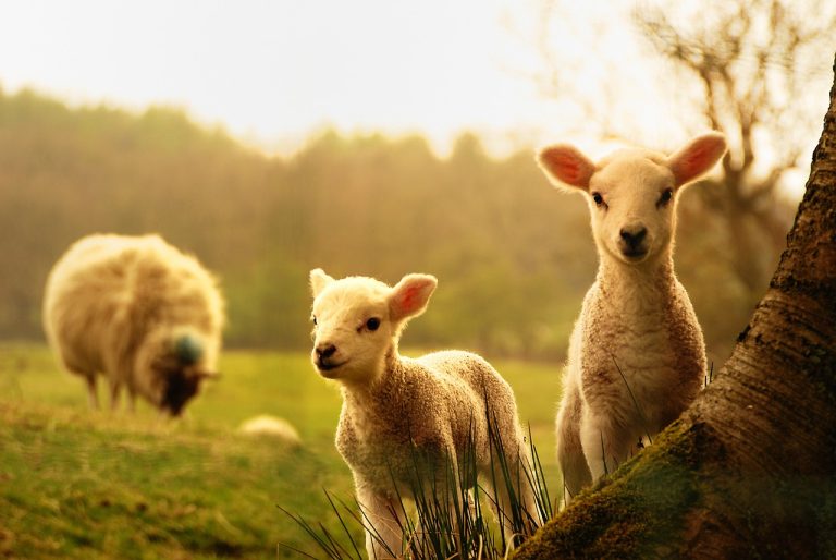 Easter-lamb-Pixabay