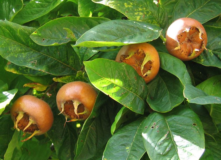 medlar-on-tree-Commons-Wikimedia