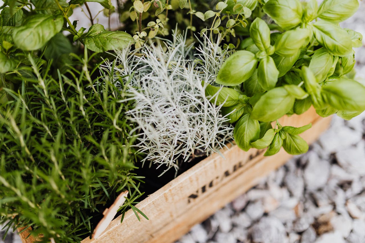 potted-herbs-pexels