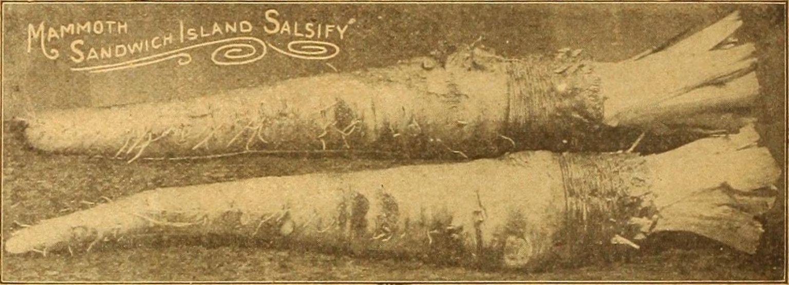 Salsify: An Old-World Root With Present-Day Appeal - Vision Times