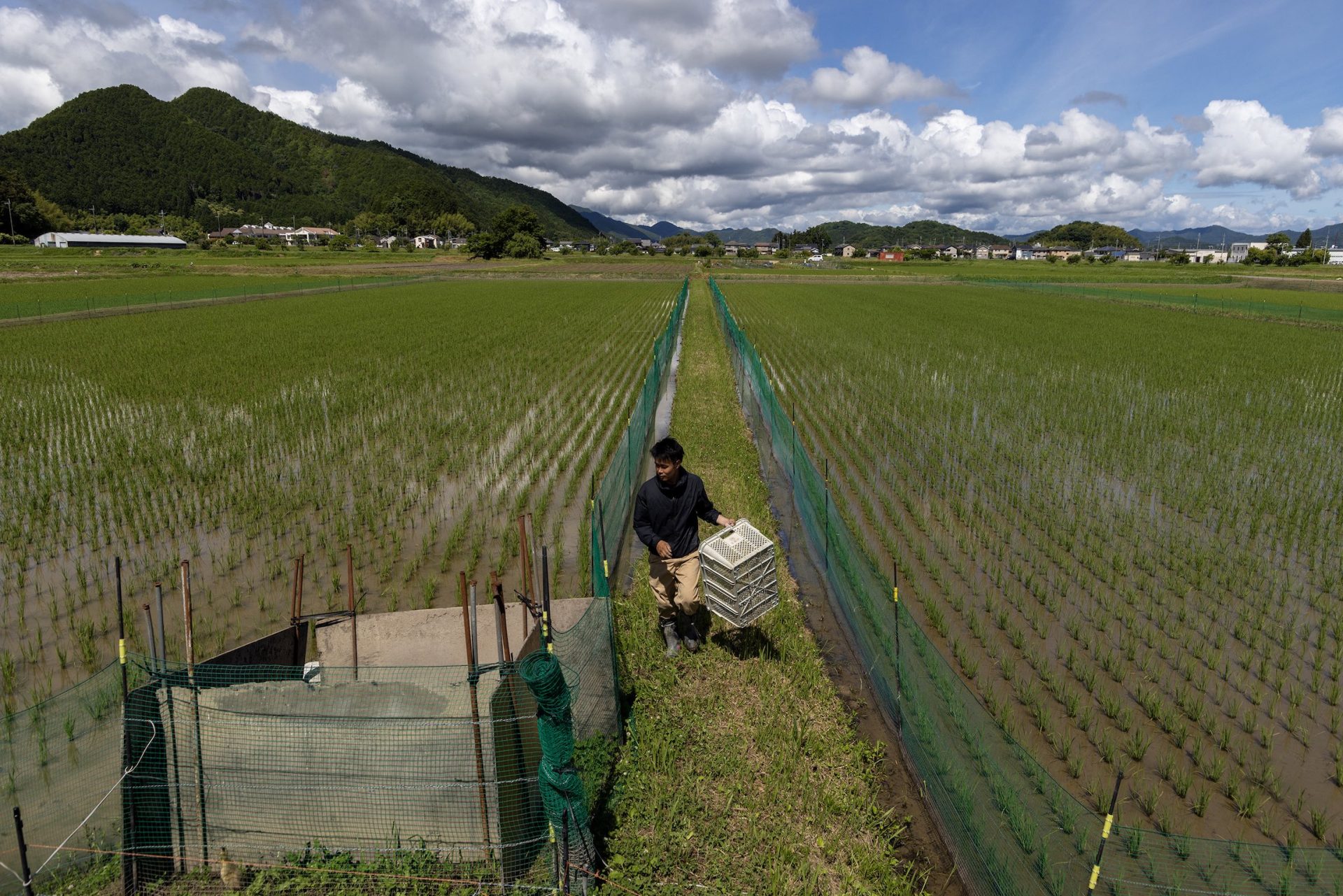 Japan Struggles With National Rice Crisis - Vision Times
