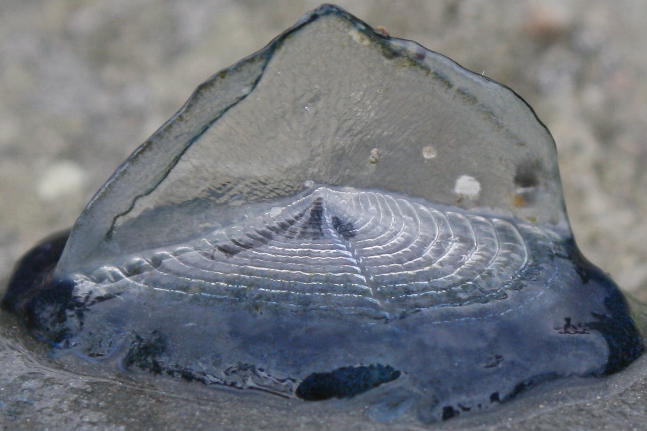 Velella-velella-Flickr