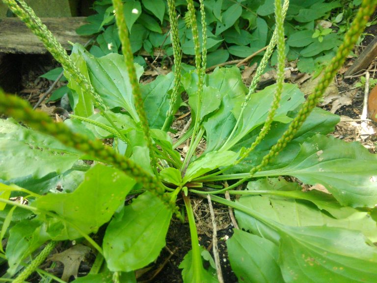 plantain-ila