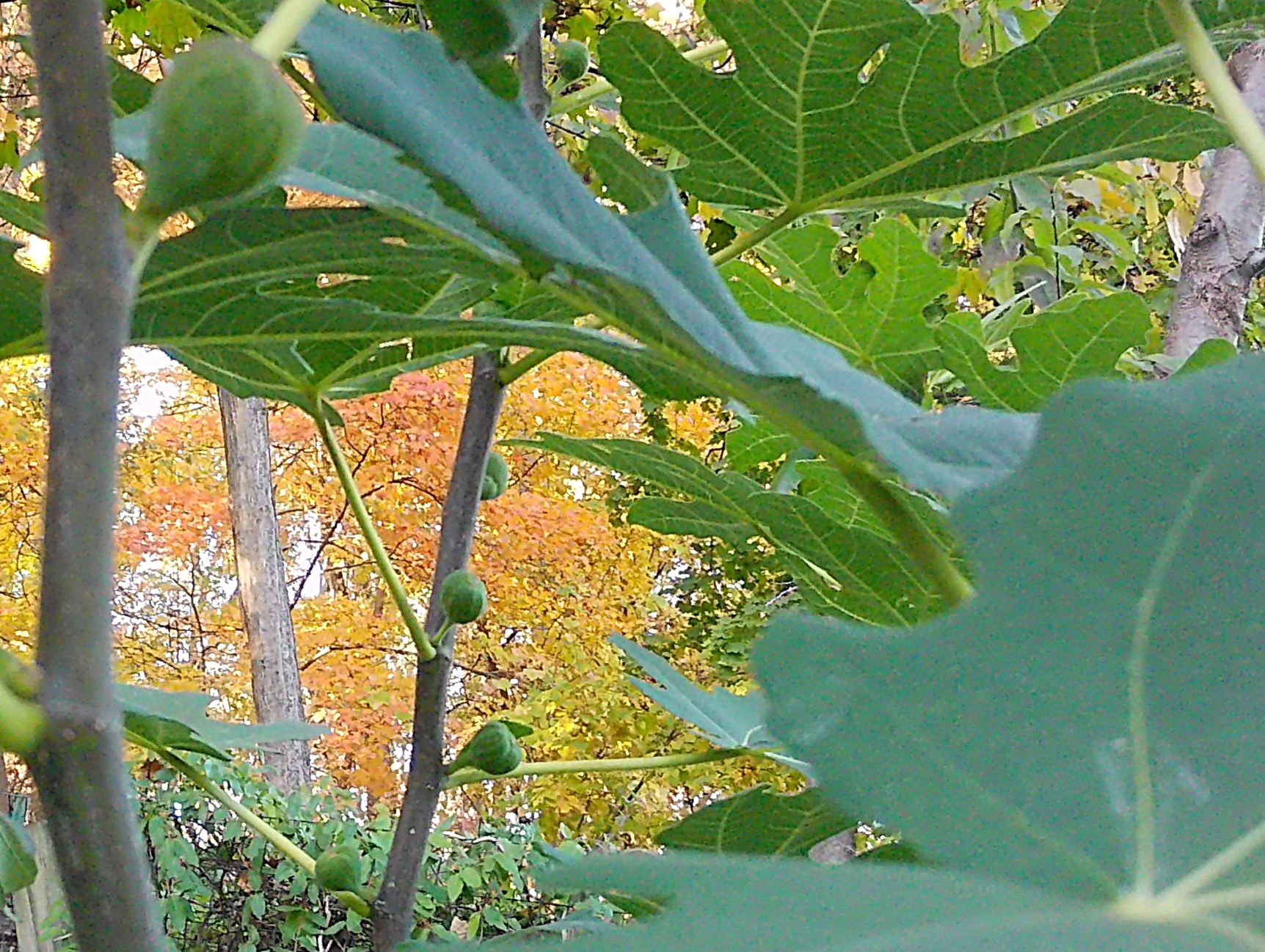 overwintering-plants-ila