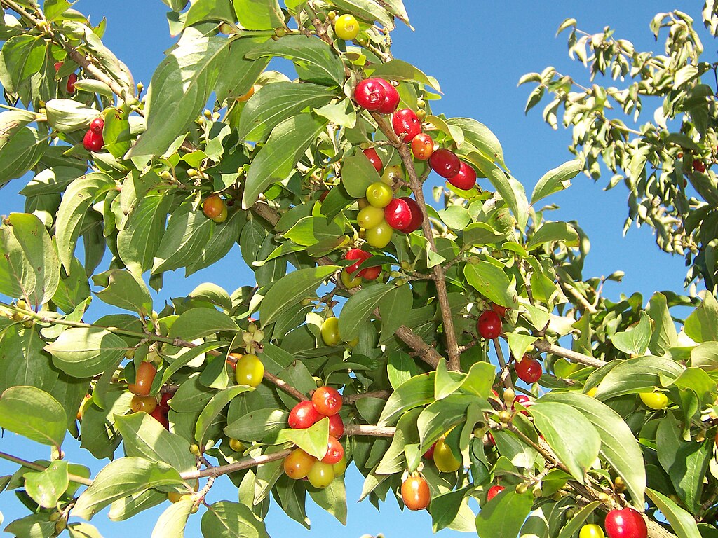 cornus-mas-Wikimedia-commons