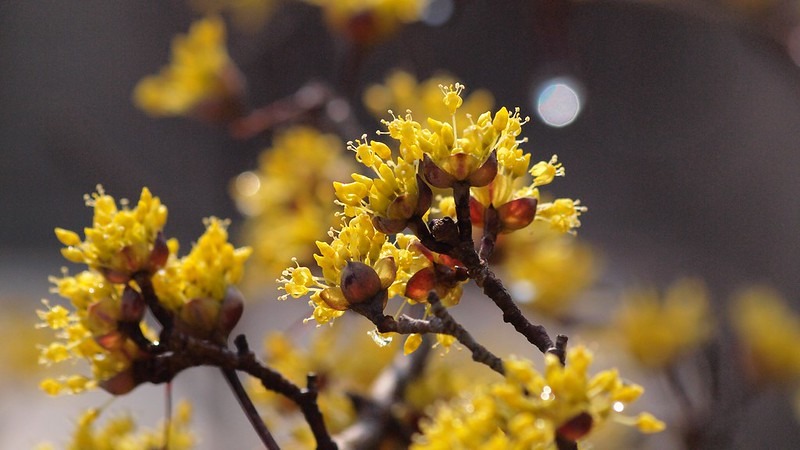 cornus-officinalis-Flickr