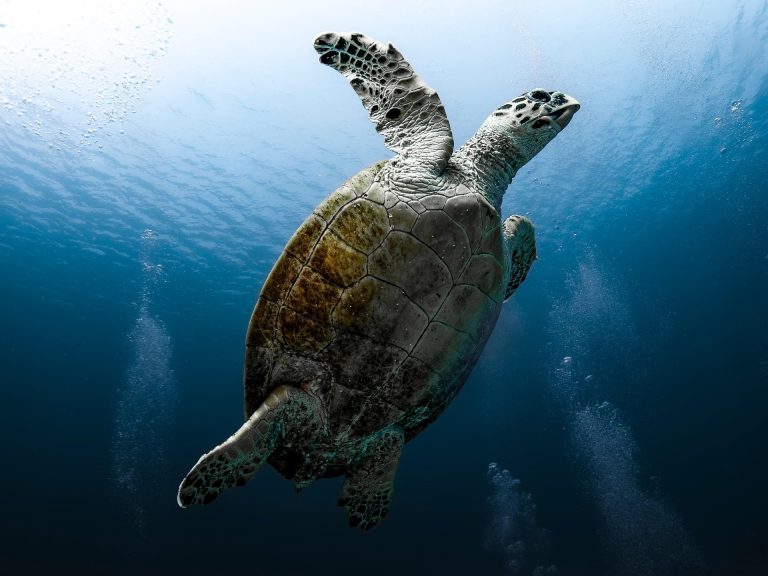 beneath-the-sea