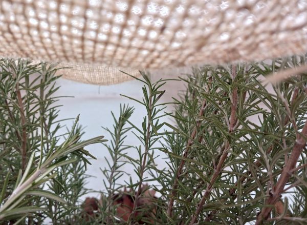 rosemary-ila