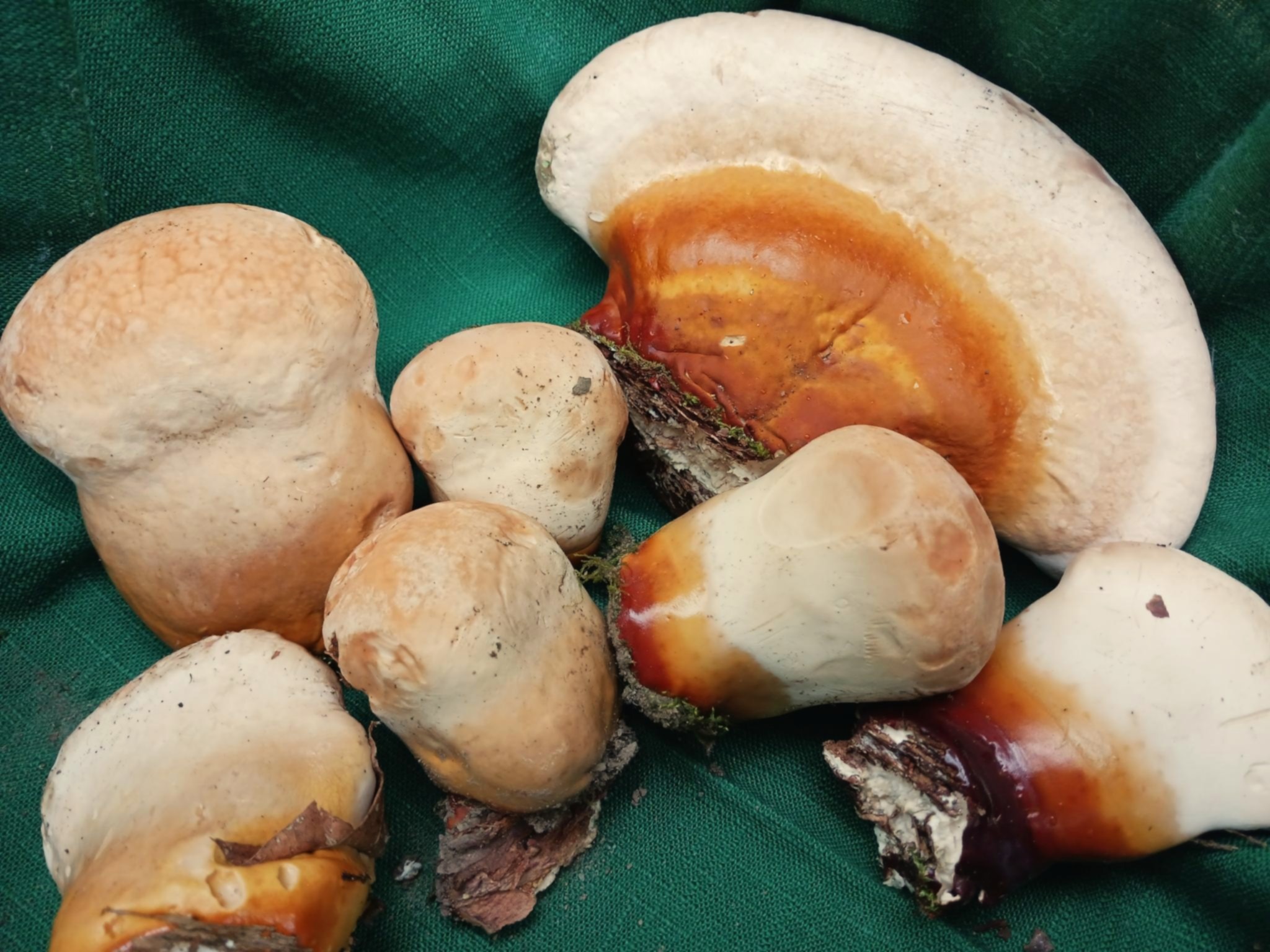 hemlock-reishi-ila