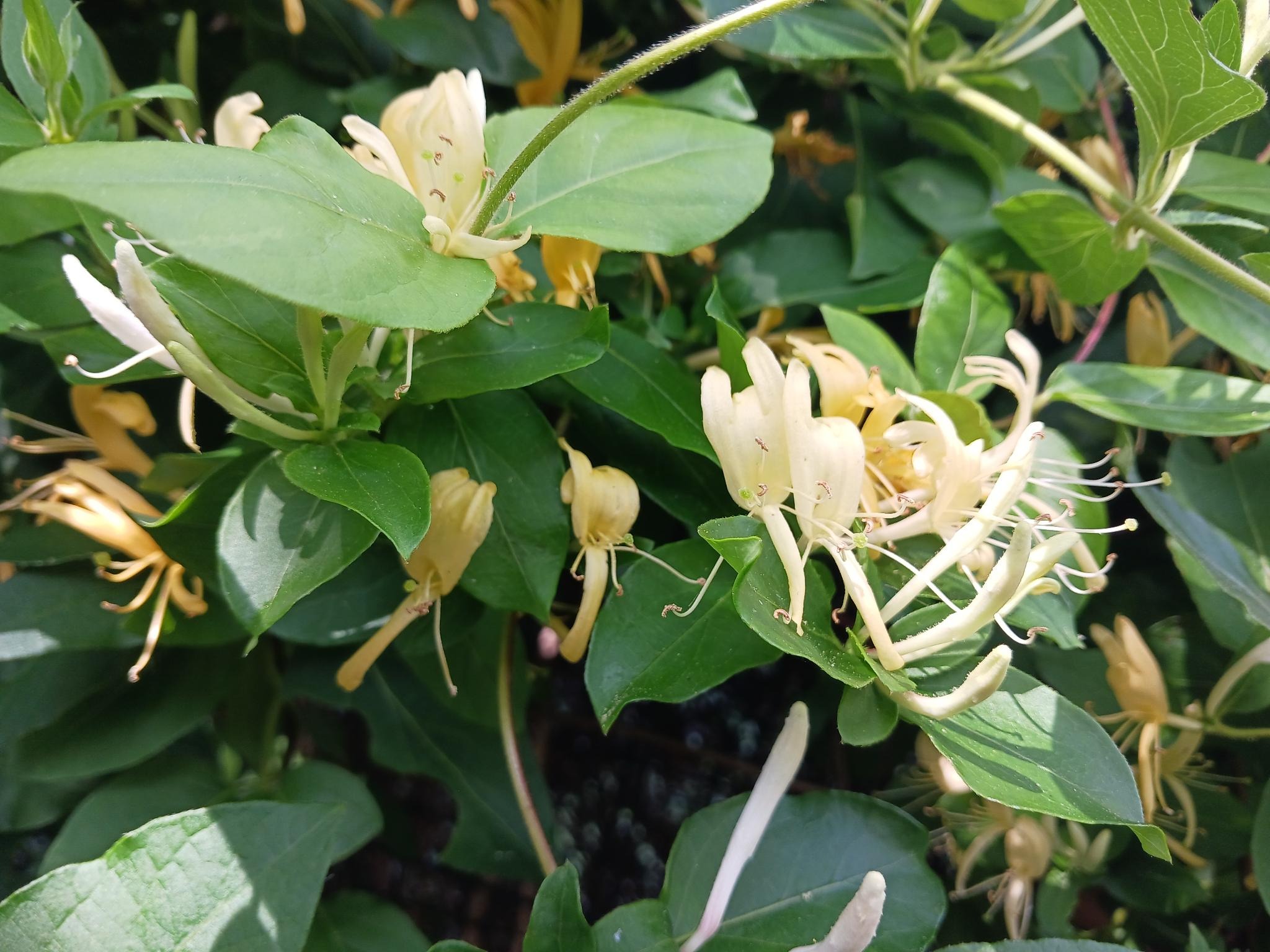 Japanese Honeysuckle: Can This Invasive Plant Help You Beat the Summer  Heat? - Vision Times