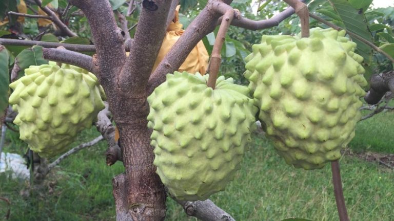 Taiwan Issues Warning to Farmers Over Rising China Custard Apple Imports