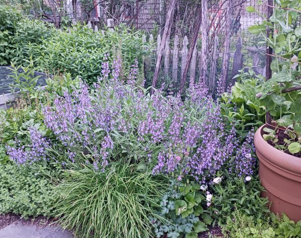 sage-plant-Ila