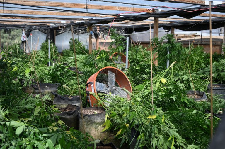 Cannabis Chad Wolf Propublica Investigation Chinese-linked Criminal Networks