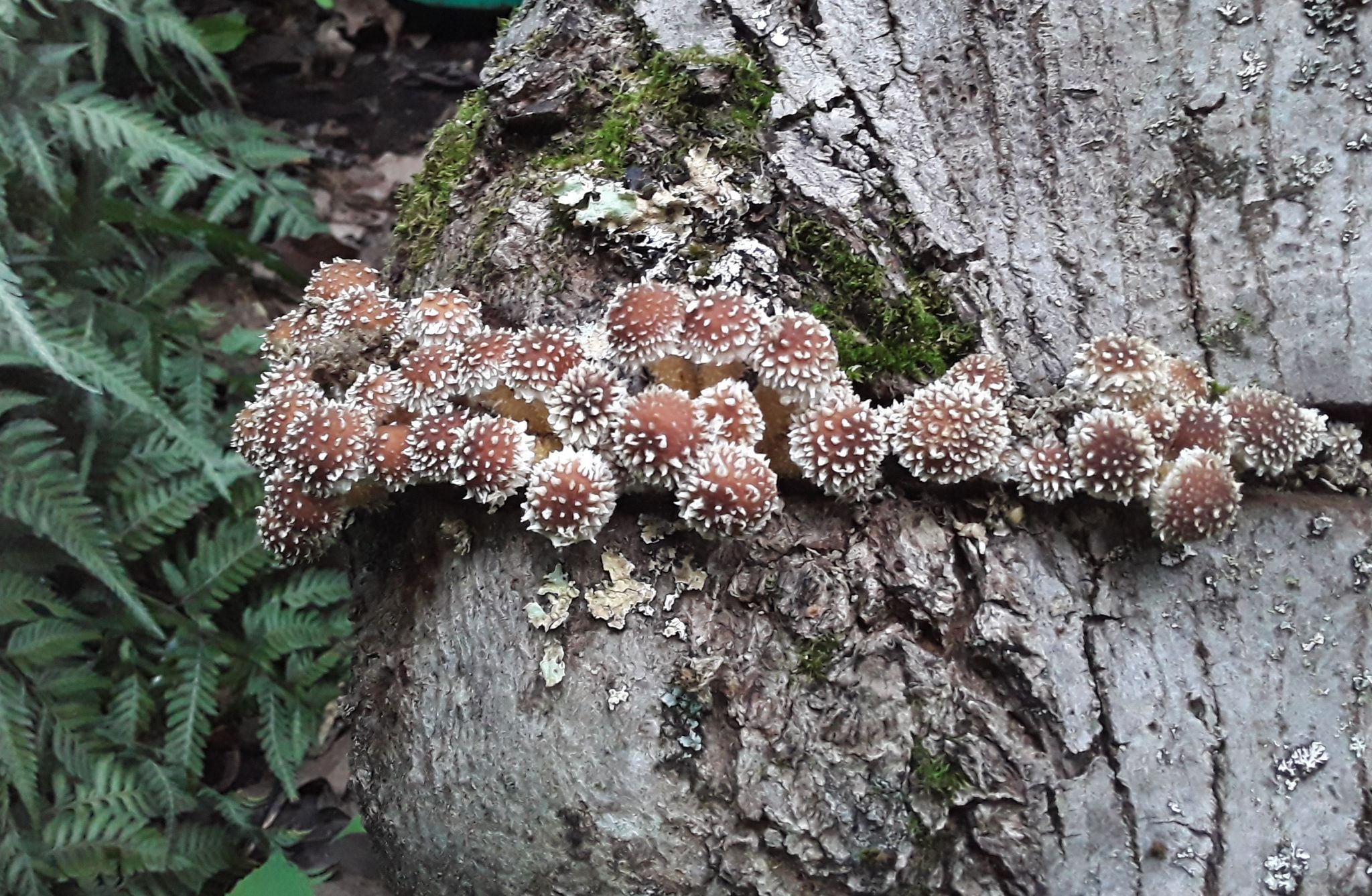 mushroom-cultivation-Ila-Bonczek