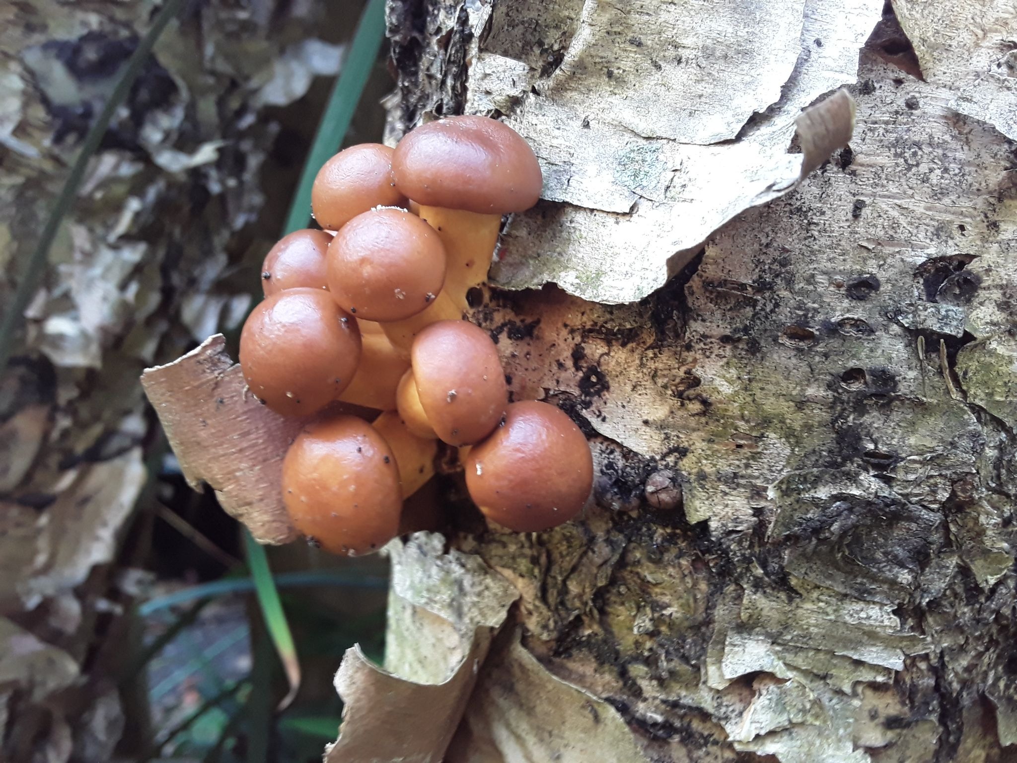 mushroom-cultivation-Ila