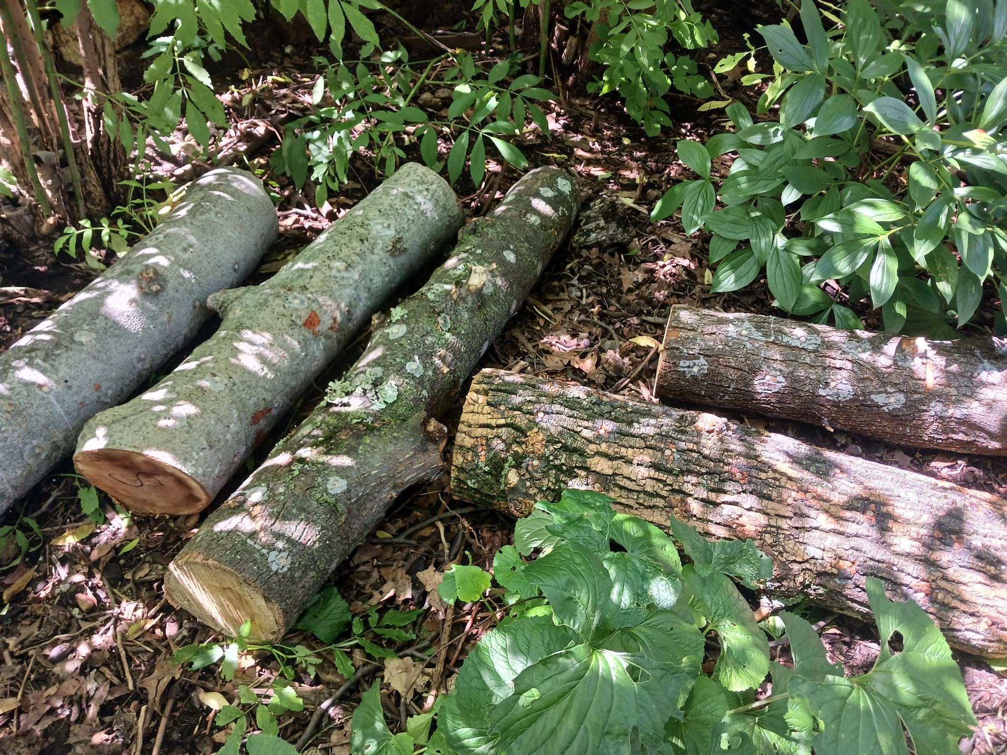 mushroom-logs-ila