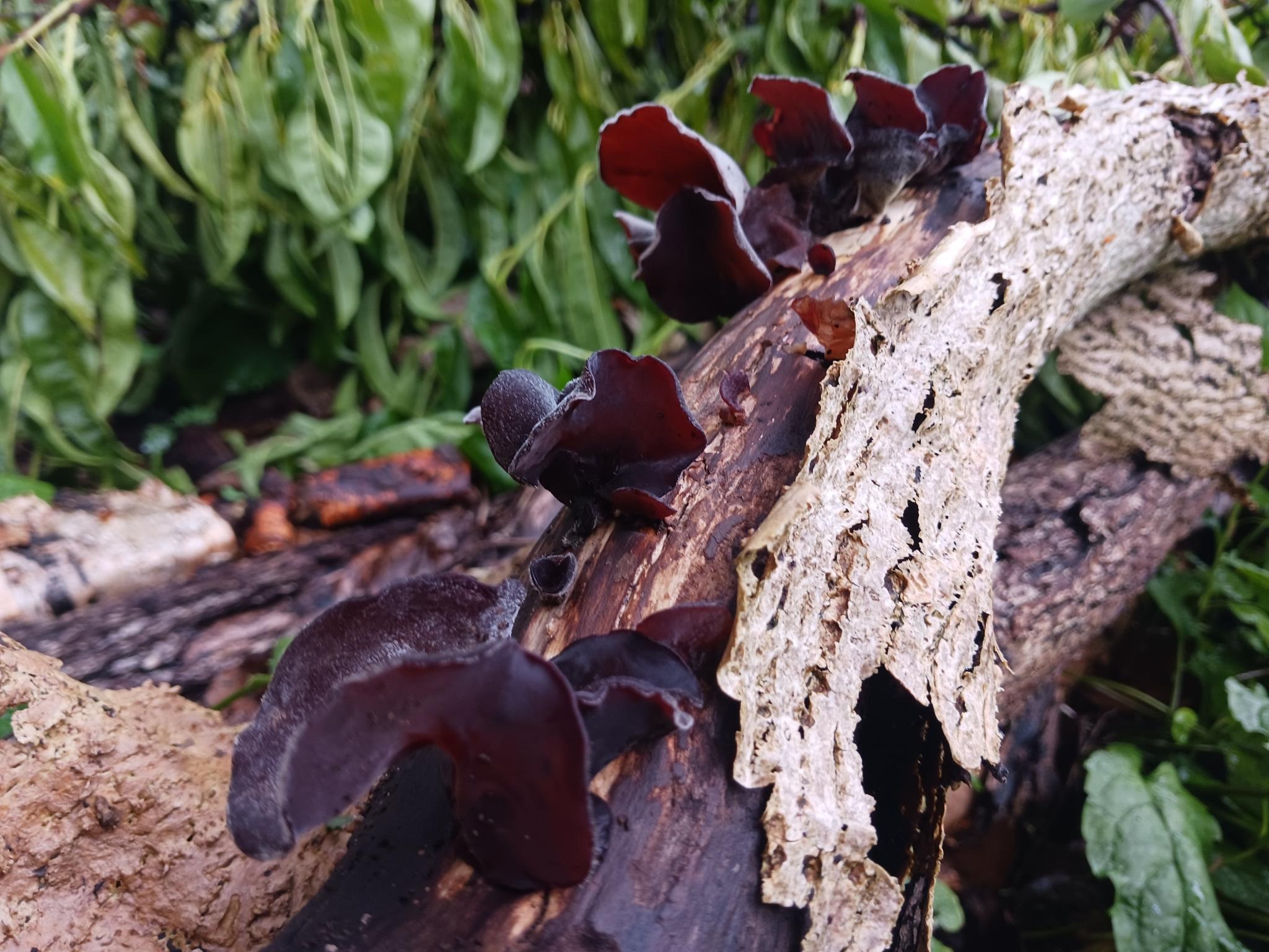 wood-ear-mushroom-Ila-Bonczek