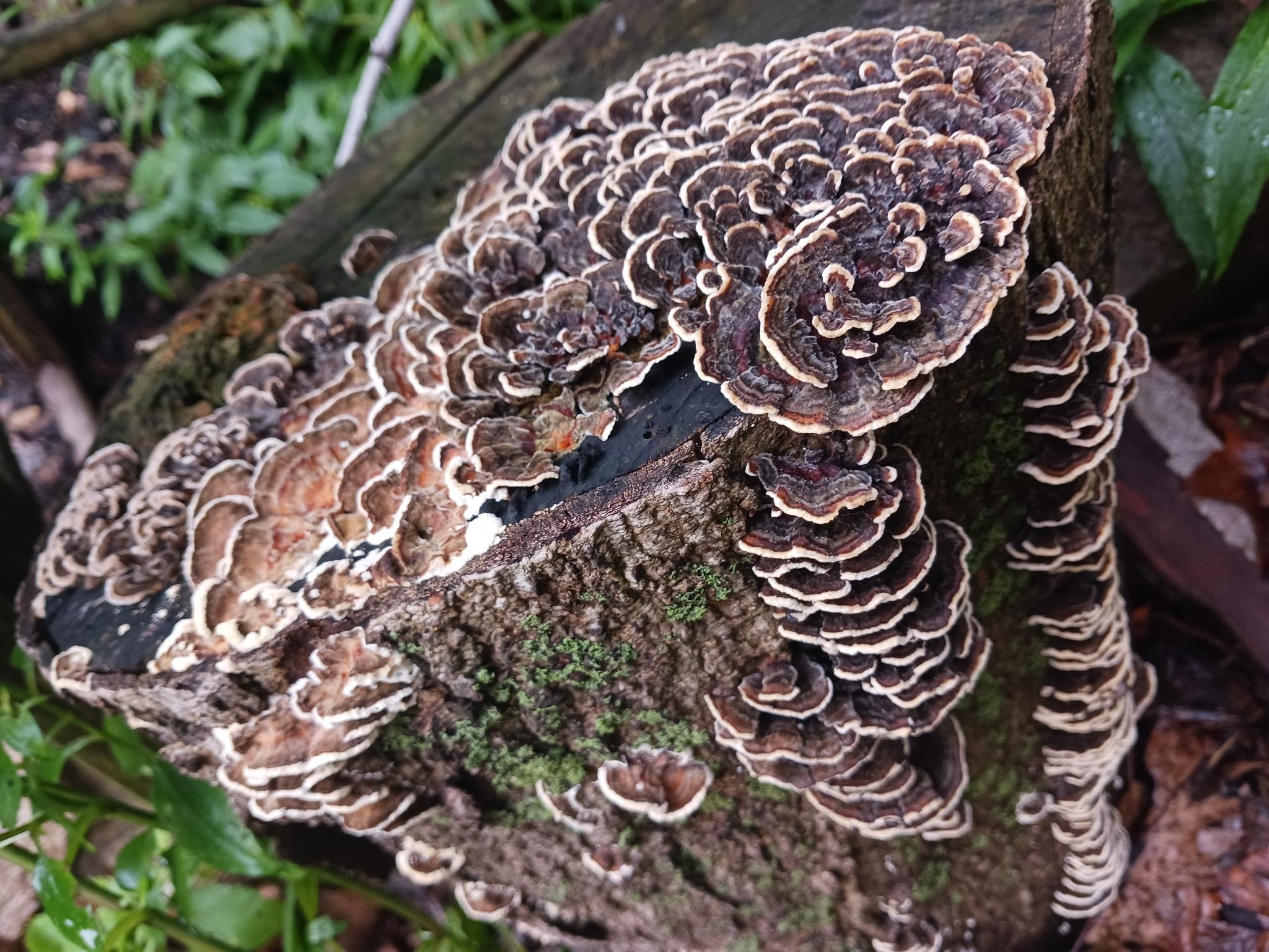 turkey-tail-mushroom-ila-bonczek