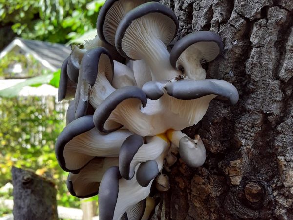 blue-oyster-mushroom-Ila