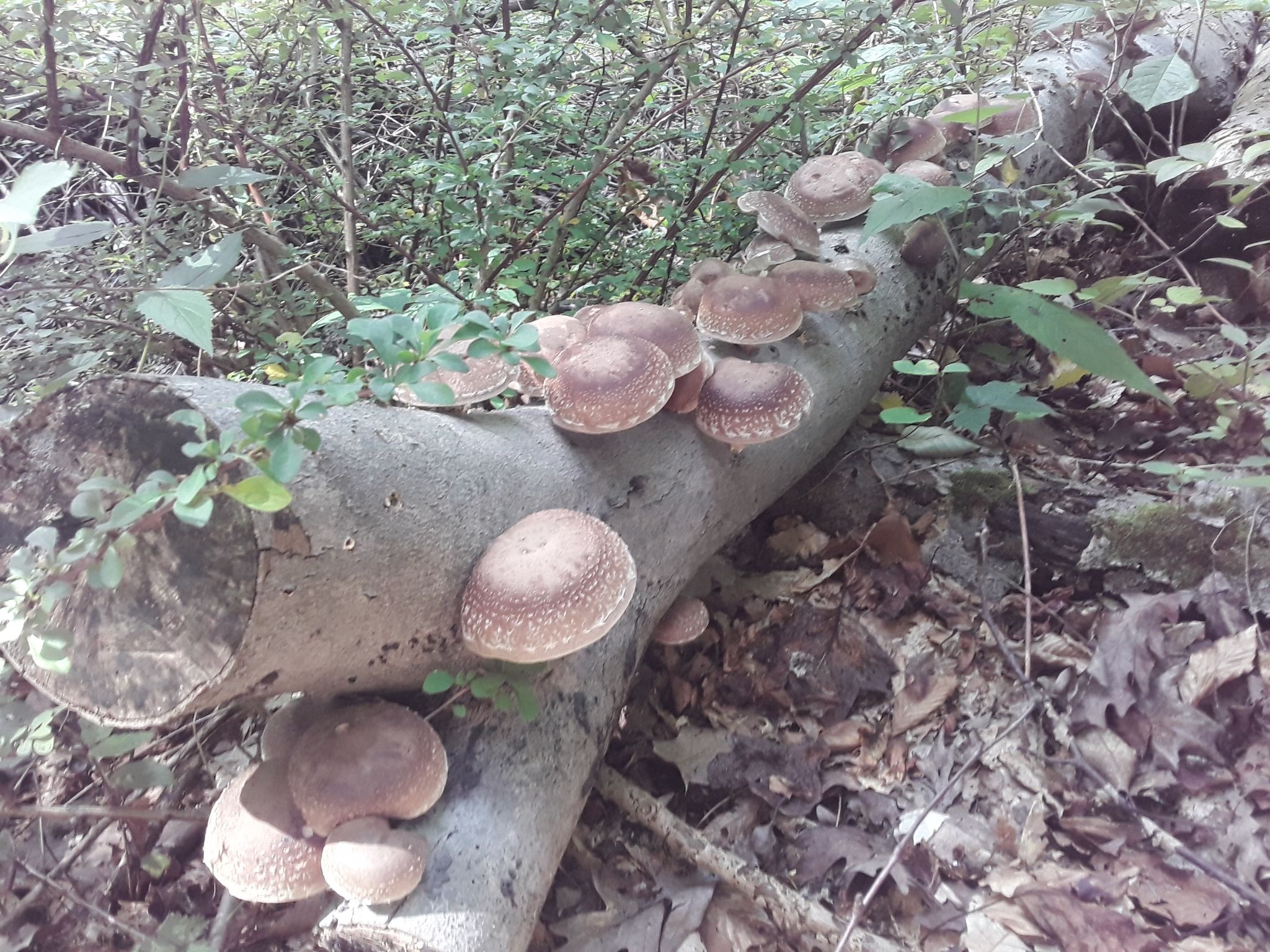 shiitake-log-Britt-Wagner