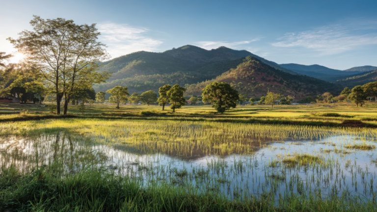 Rice Quotas China